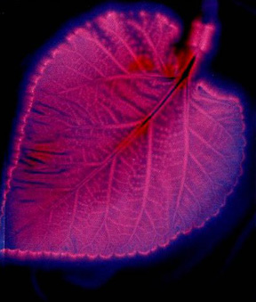 Kirlian photograph of a coin – C41 film